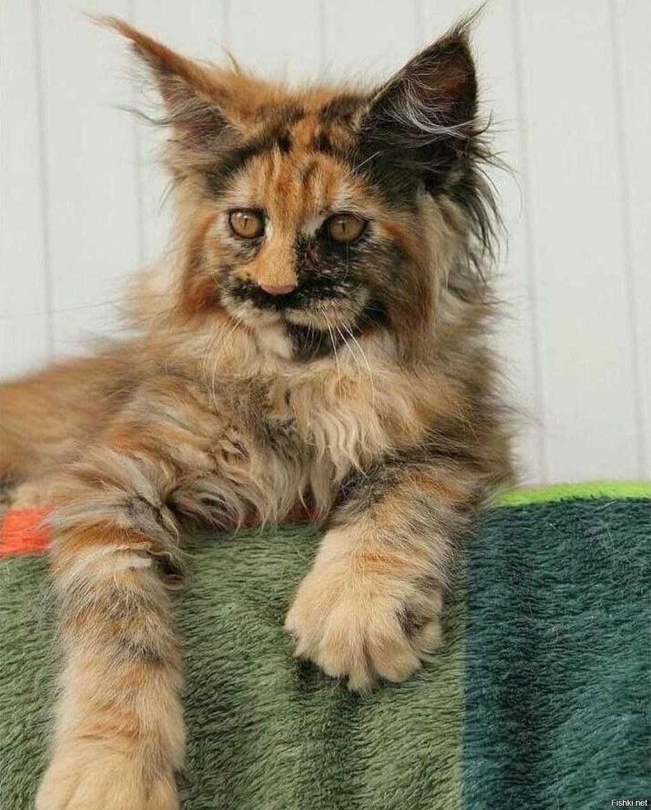 Коты Мейн кун