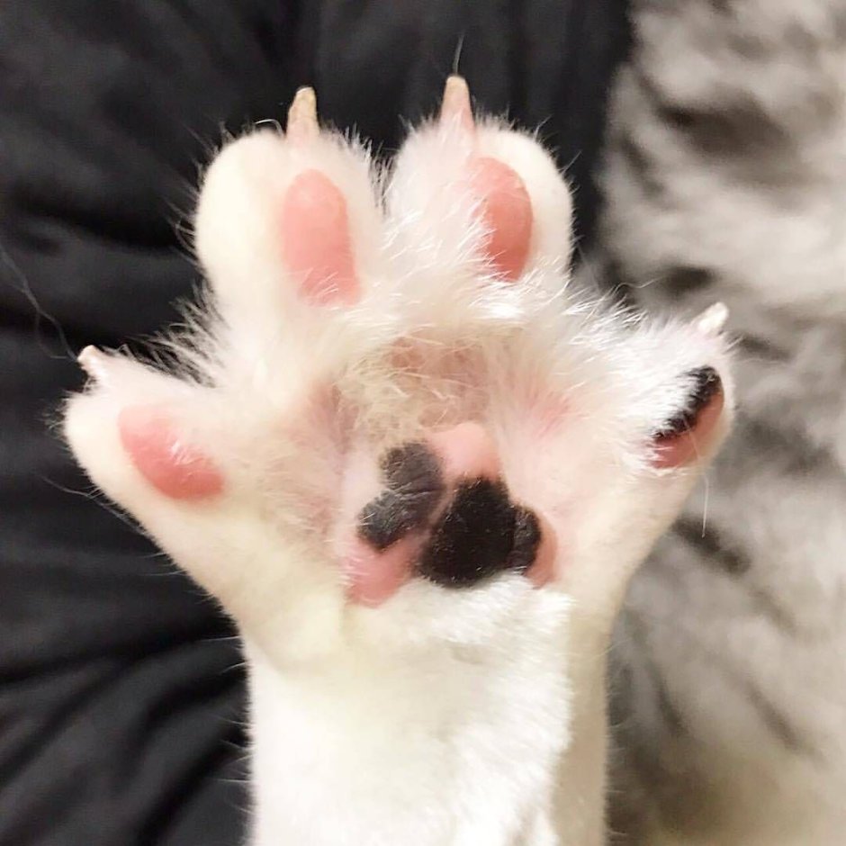 Кошка Мейн кун