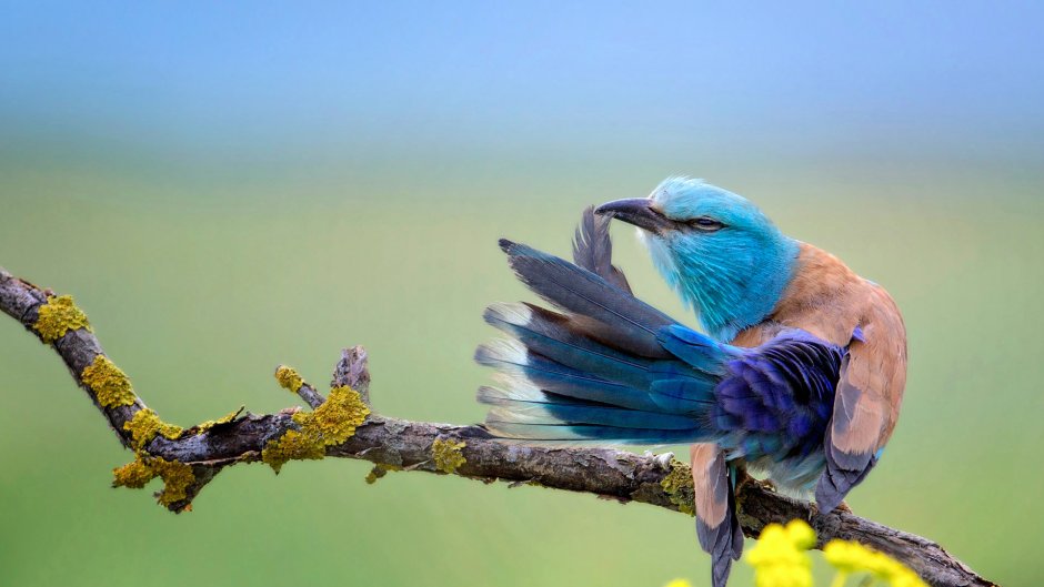Природа птицы