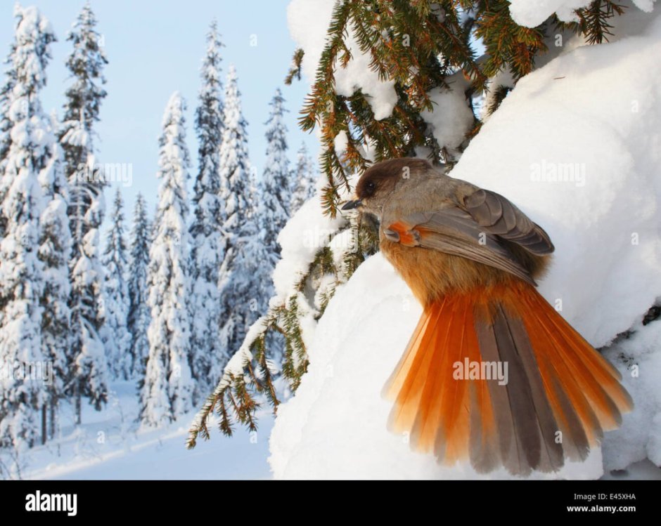 Сойка garrulus glandarius