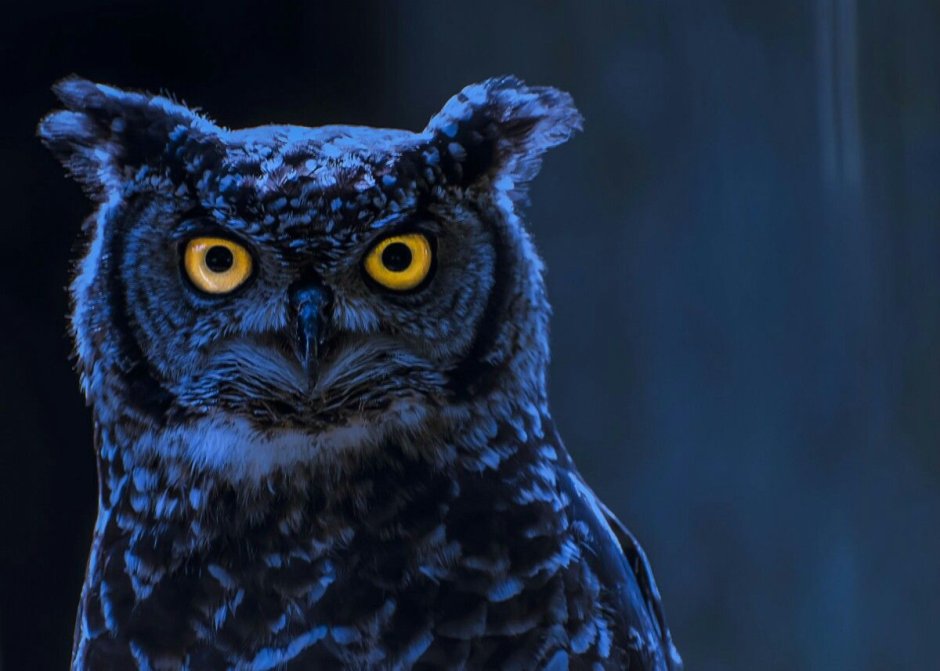 Ночная Сова.(Night Owl).1993