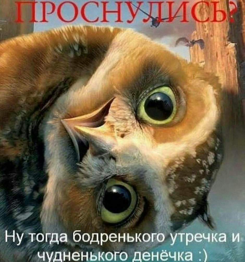 Сова копуша