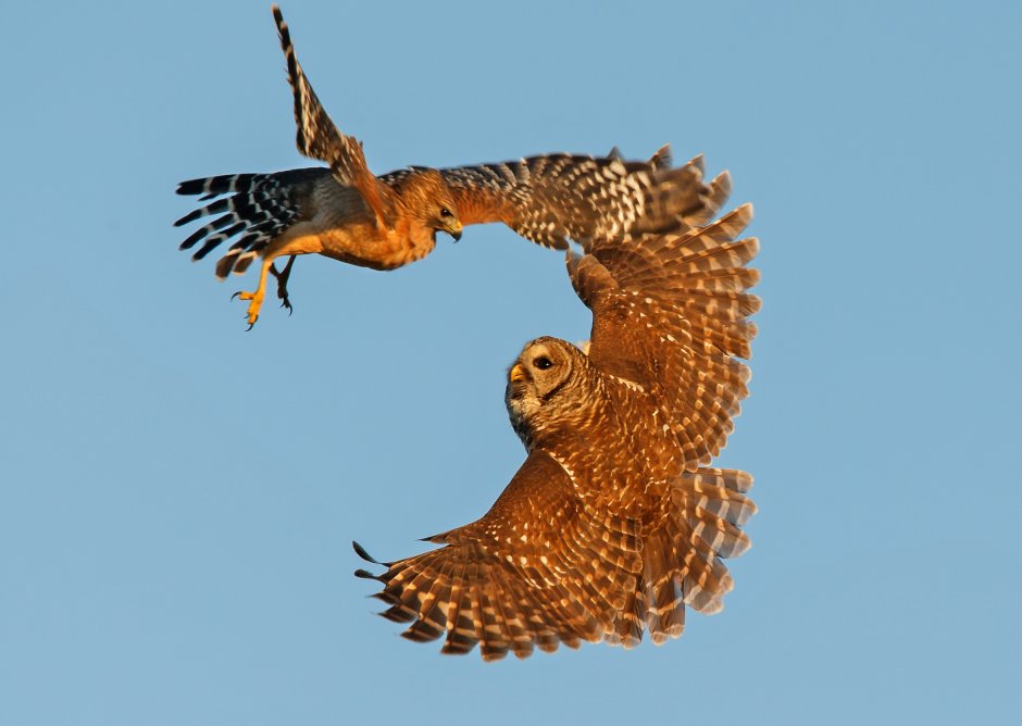 Hawk Attacks Owl
