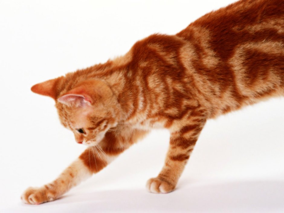 Ginger tabby Cat порода