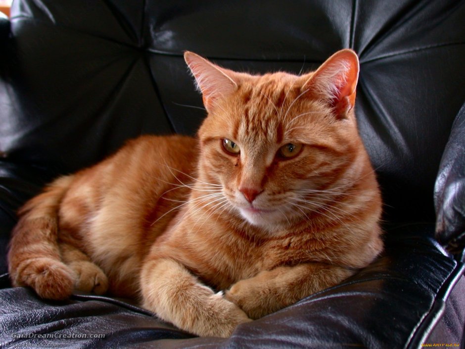 Котята рыжие короткошерстные