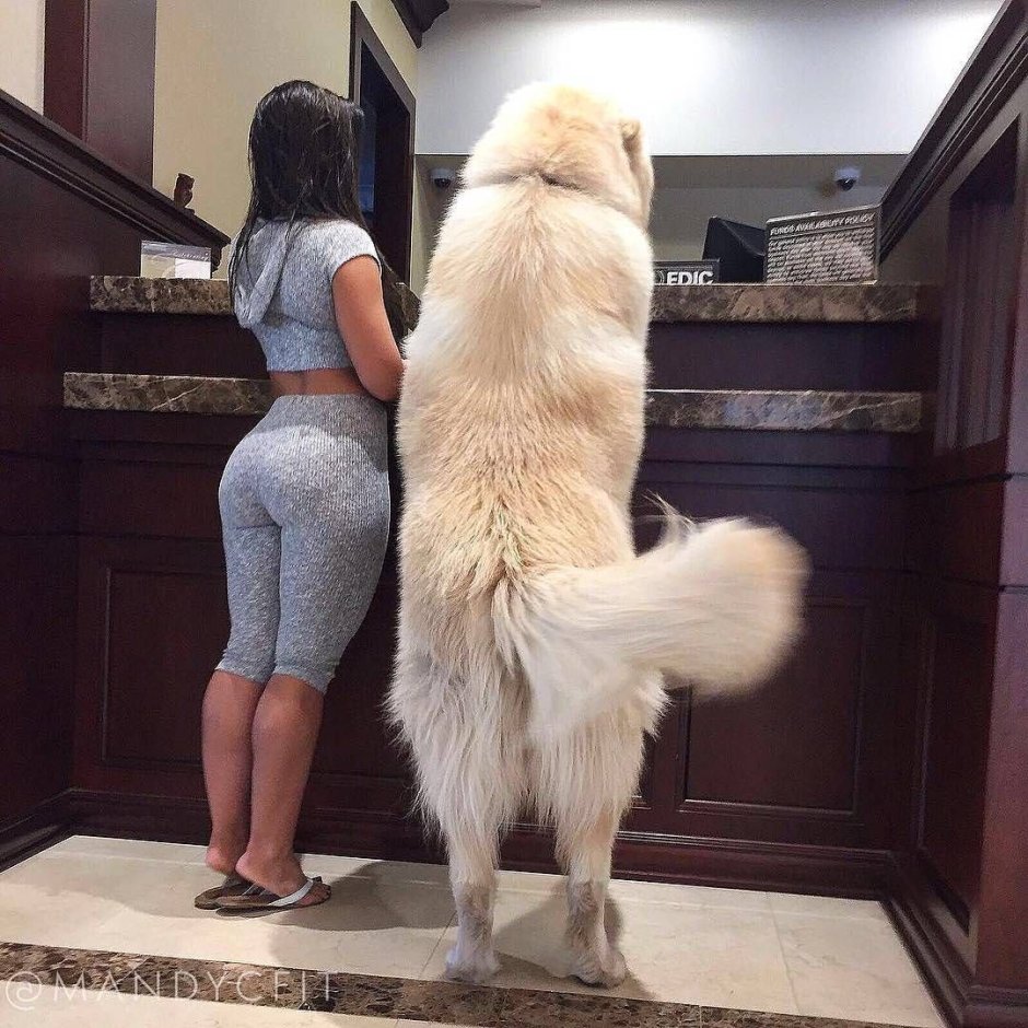 Собака тибетский мастиф