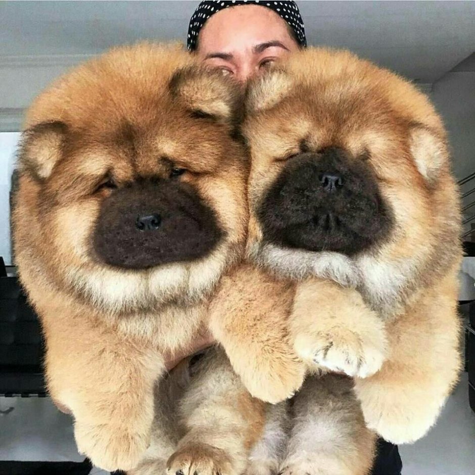 Сильный ветер собака