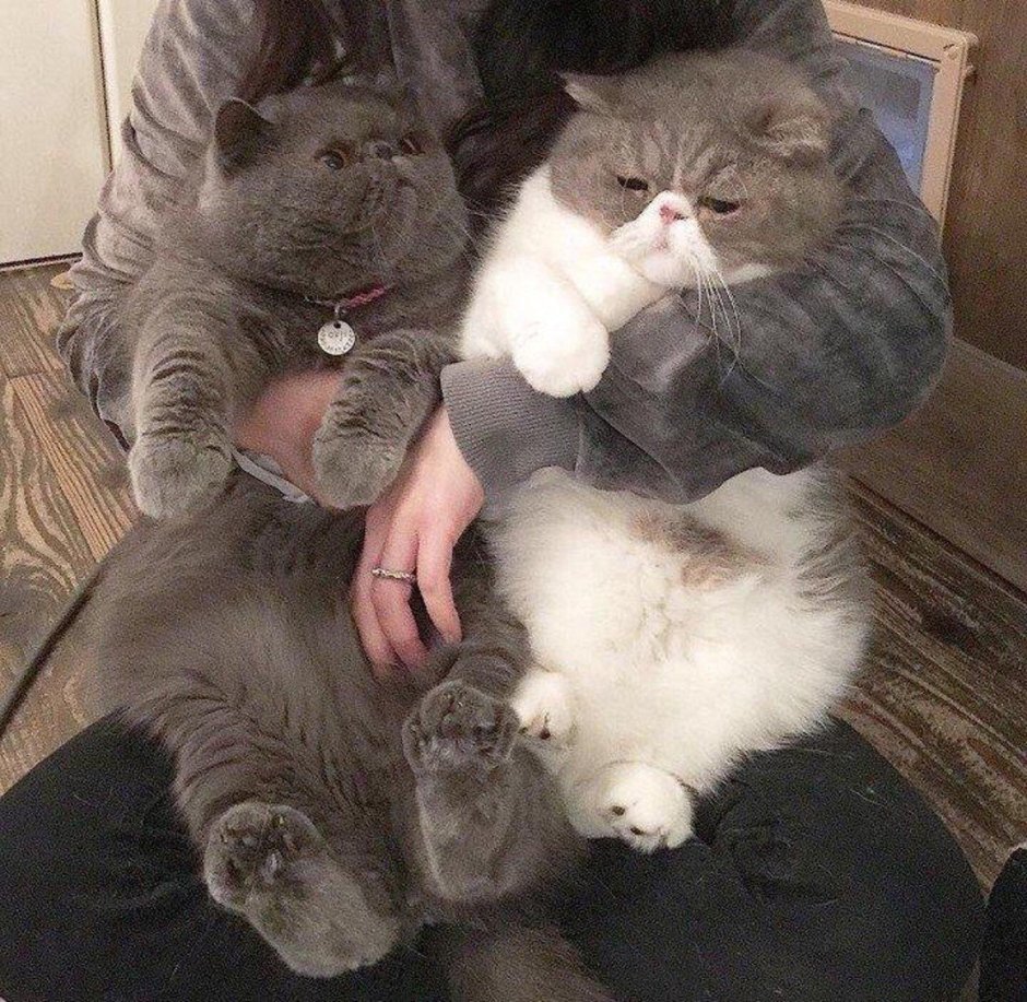 Два жирных кота