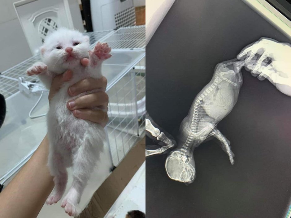 Букет из котят