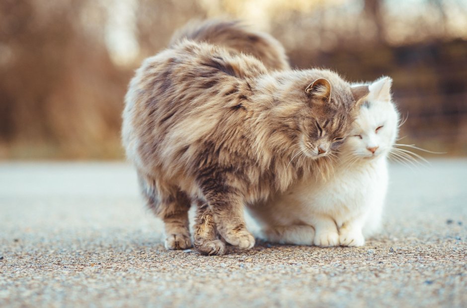 Британский кот Коби