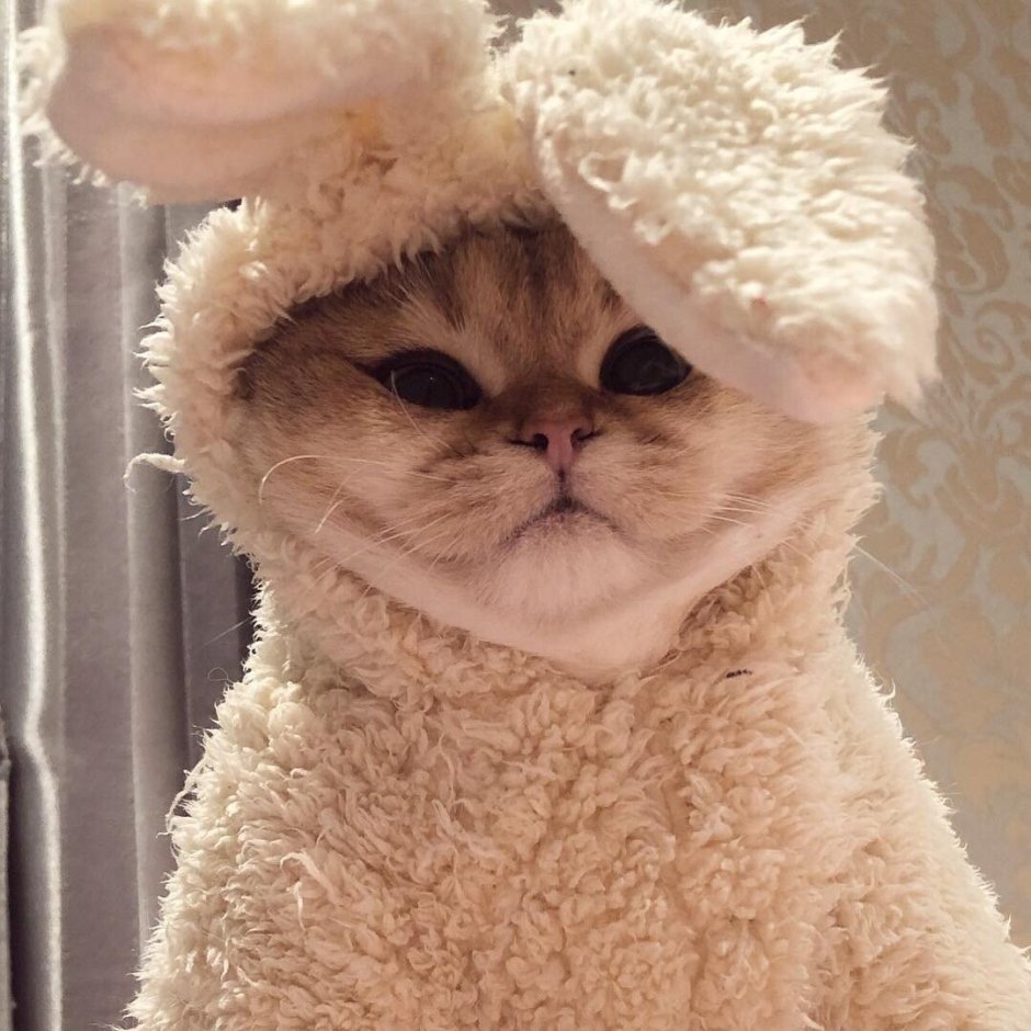 Милые котики на аву