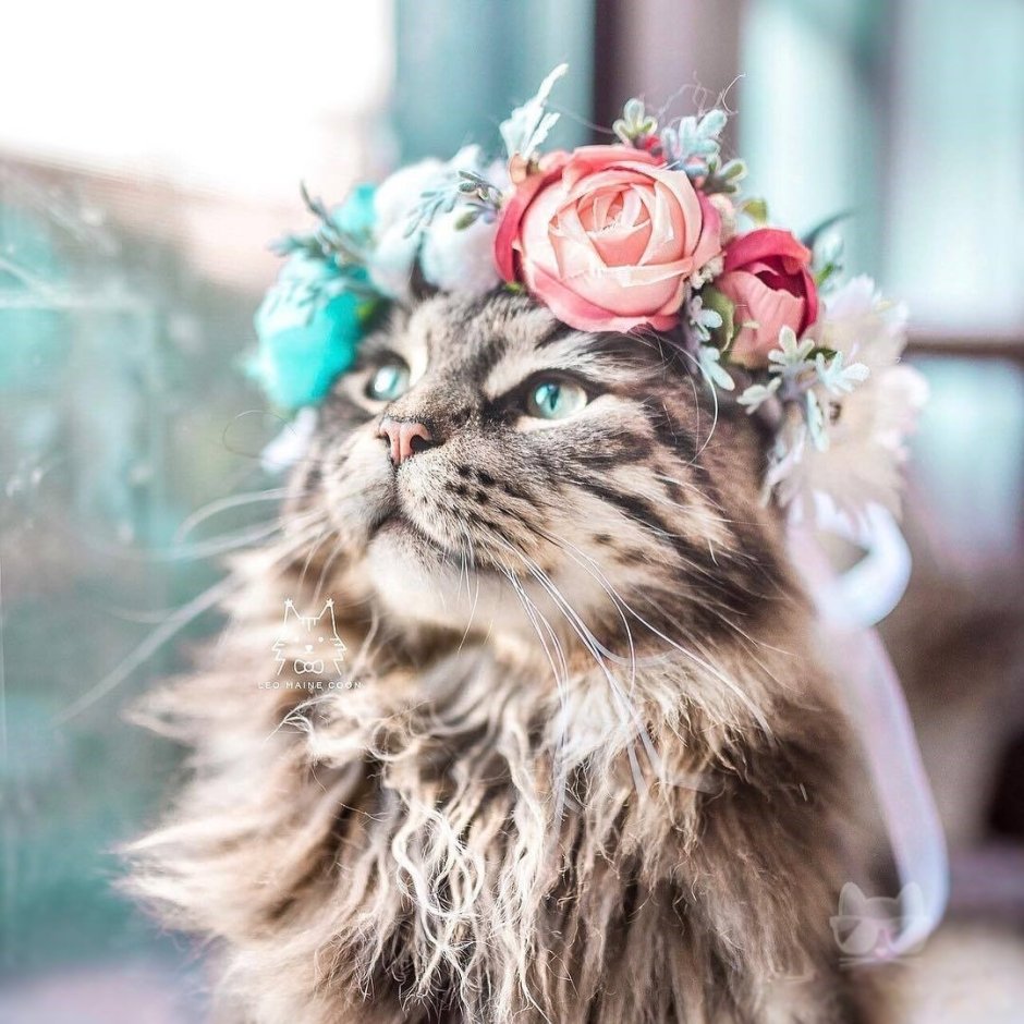 Кот в венке