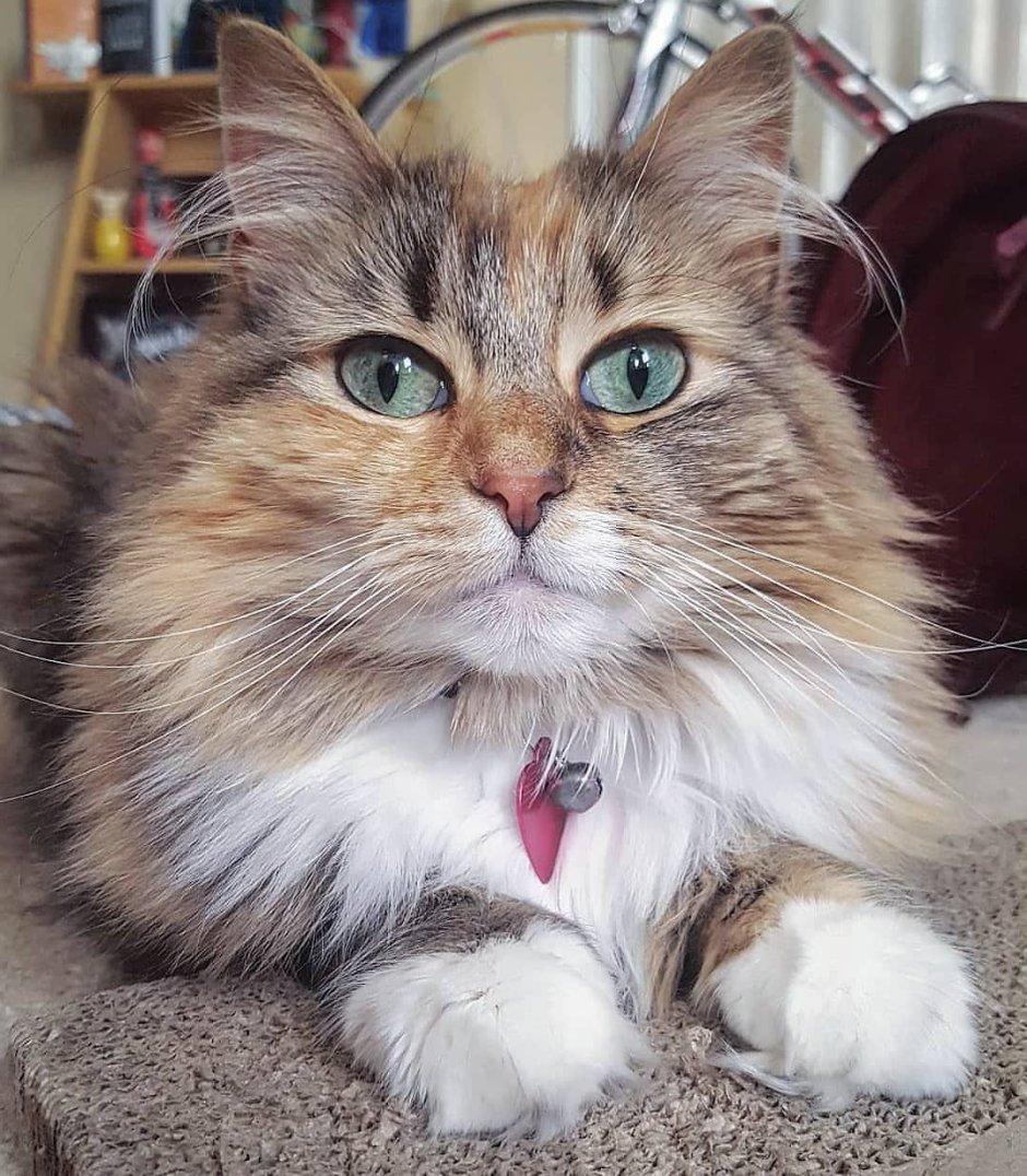 Белый котенок на руках
