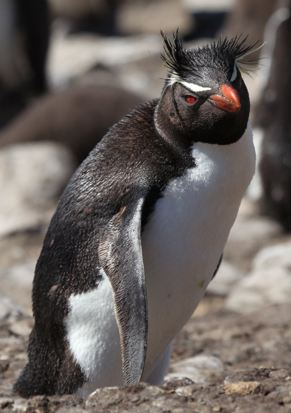Southern Rockhopper Penguin