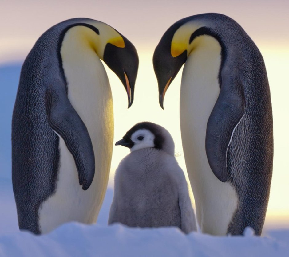 Penguin Newborn Suction