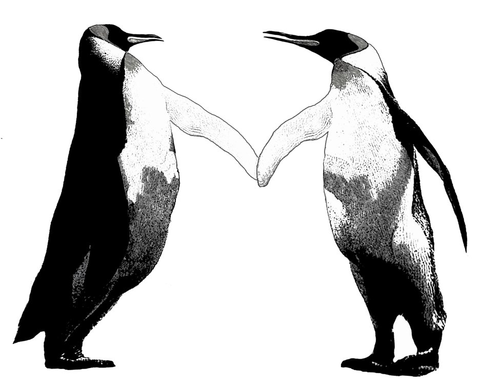 Penguin Courtship