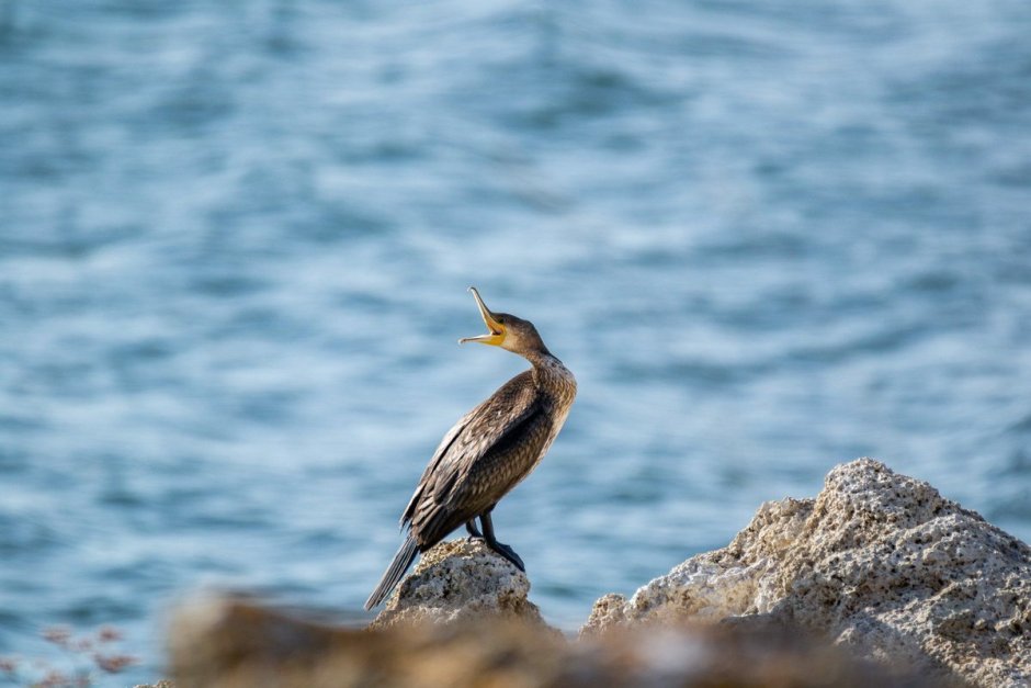 Птицы на Азовском море водоплавающие