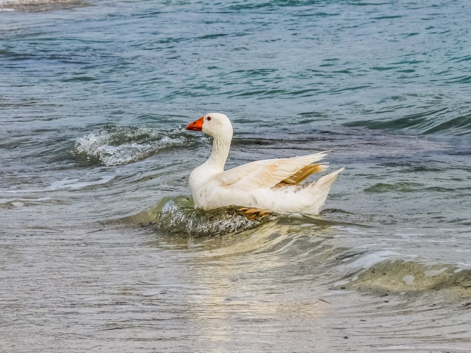 Гуси водоплавающие