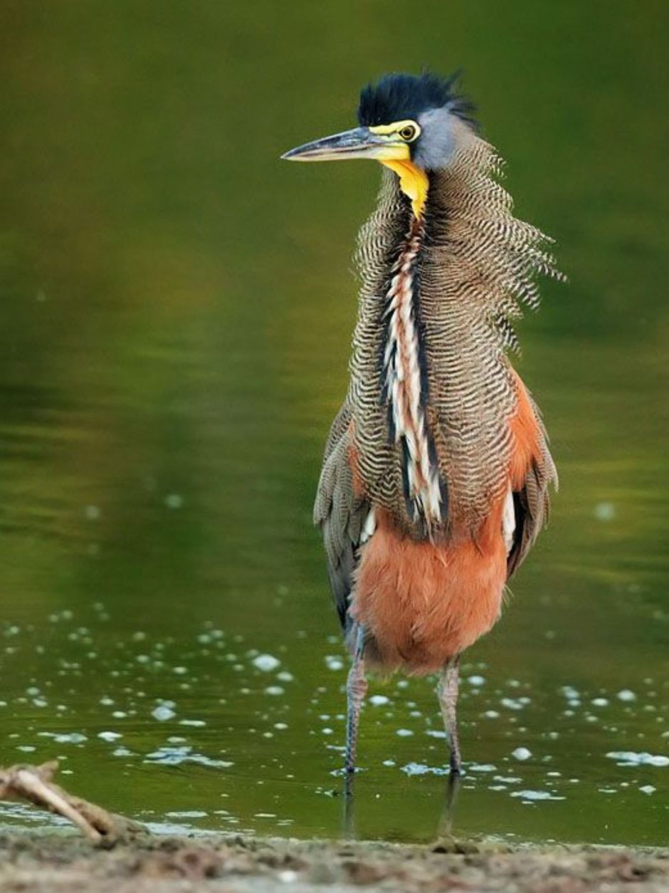 Tigrisoma mexicanum