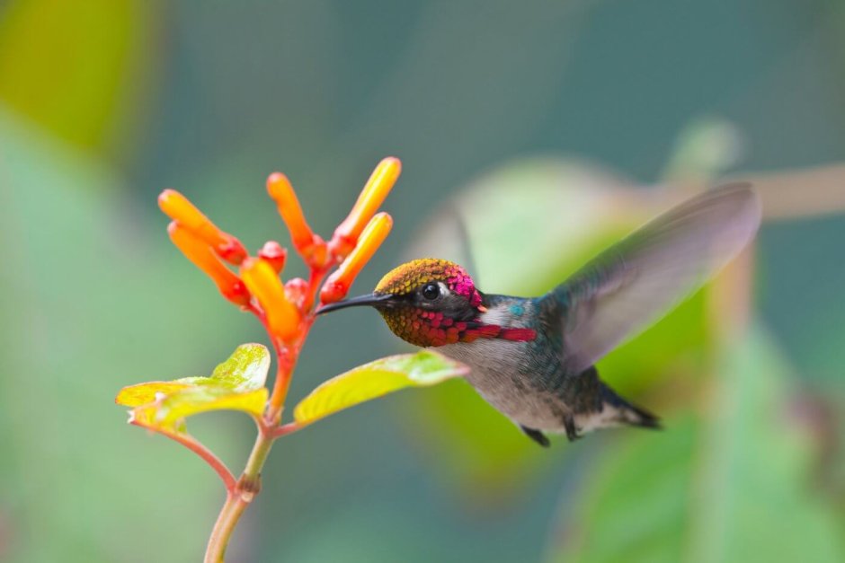 Hummingbird птица