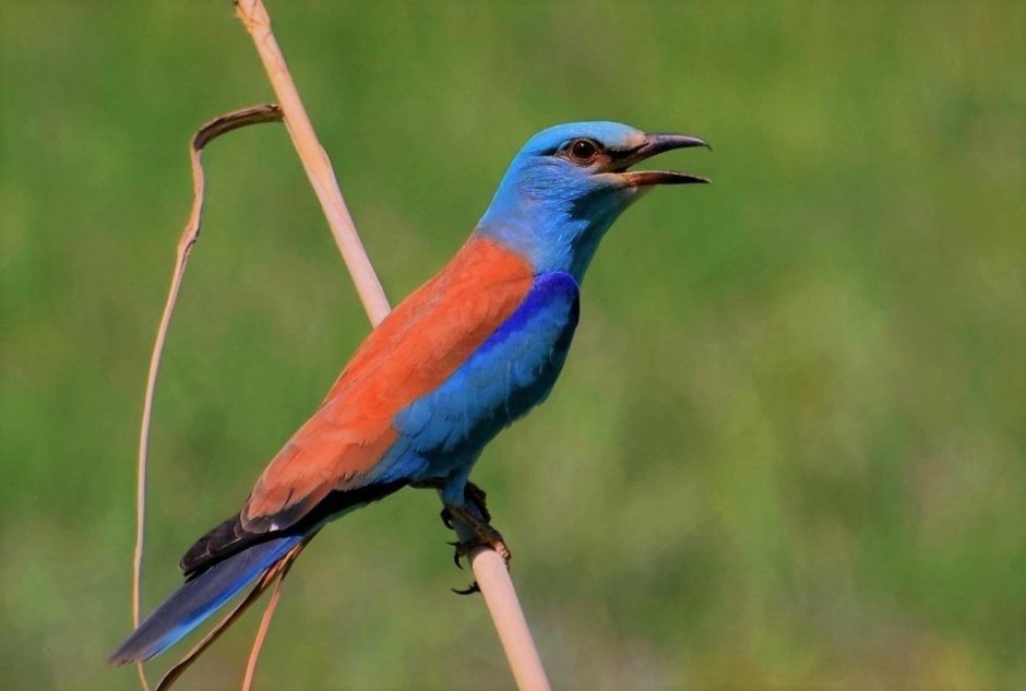 Обыкновенная сизоворонка Coracias garrulus