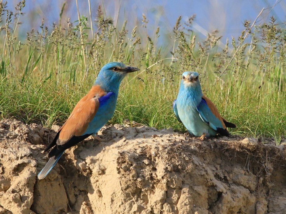 Обыкновенная сизоворонка Coracias garrulus