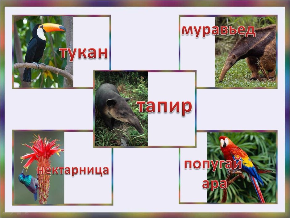 Птицы Южной Америки список