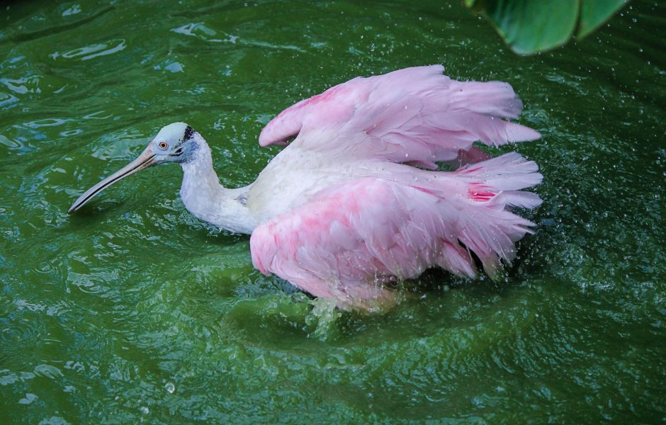 Розовая колпица Roseate Spoonbill