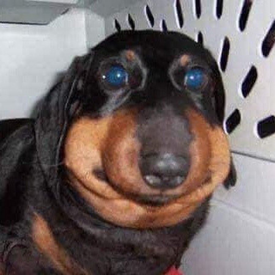 Таксу покусали пчелы