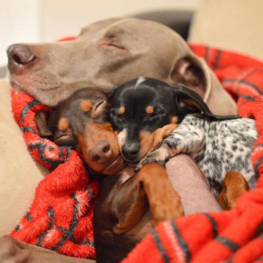 Смешные собаки