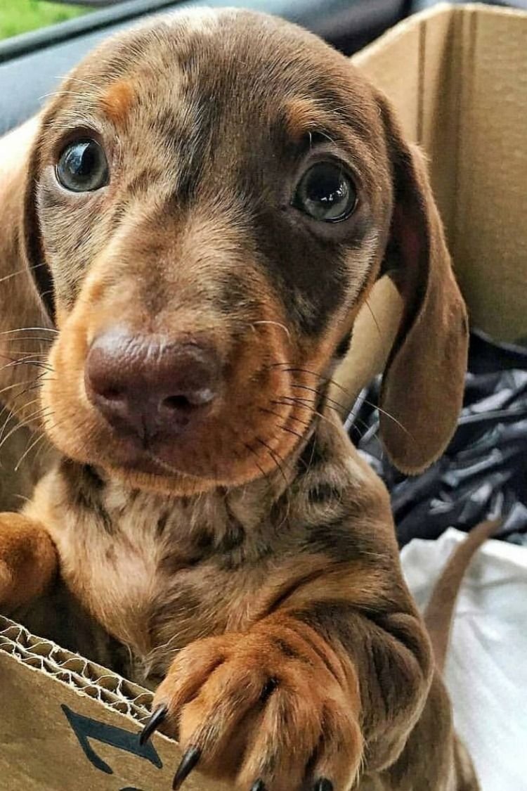 Такса Котопес