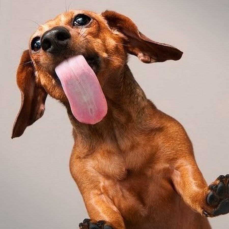 Таксы милые темные