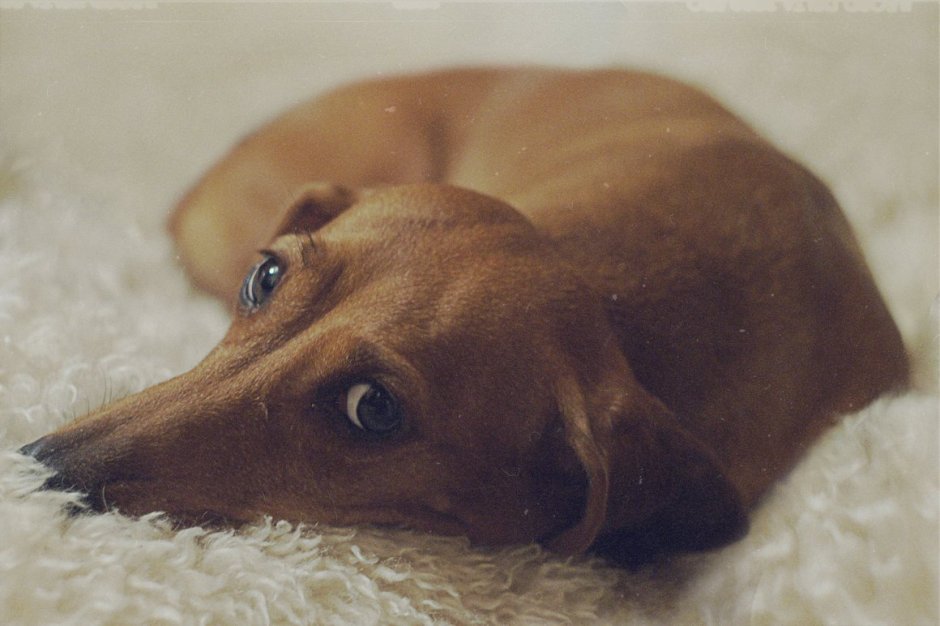 Собака такса смешная