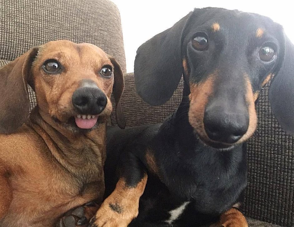 Риолис такса