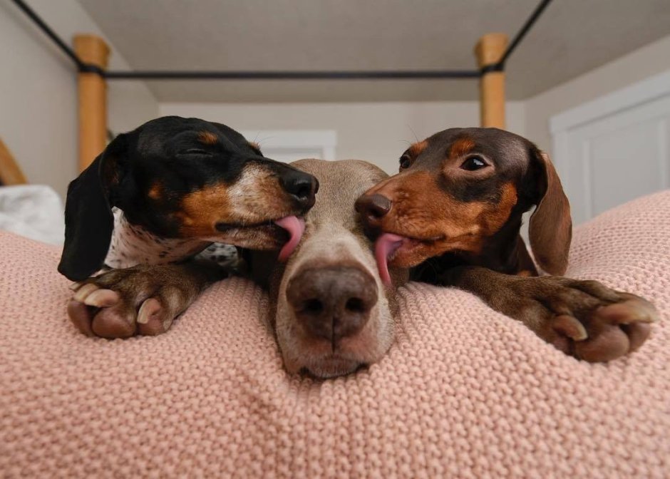 Такса боком