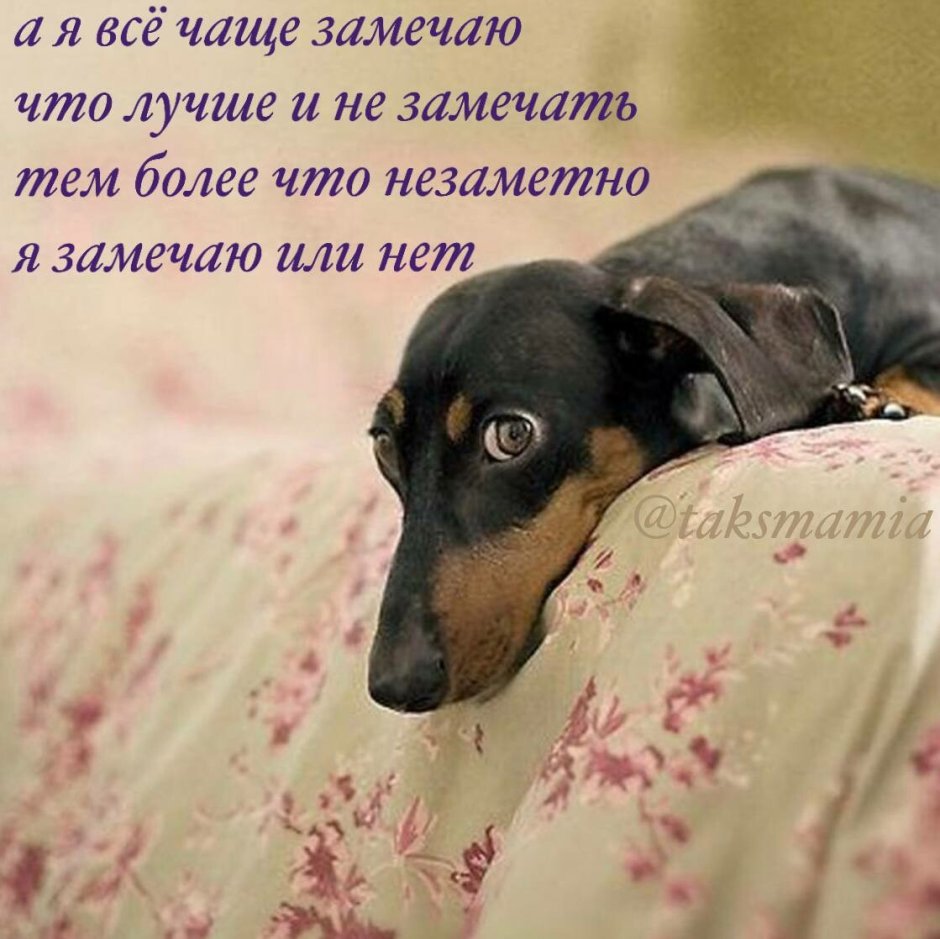 Такса пинтерес