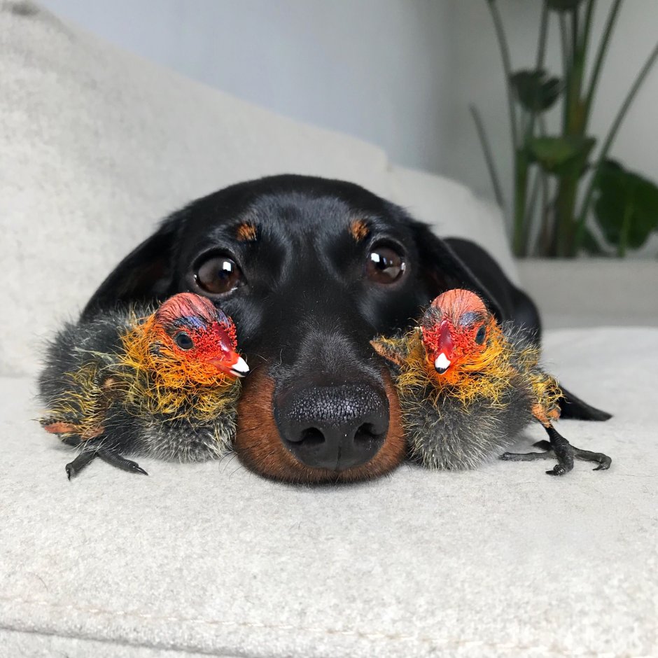 Такса из скульптурного пластилина