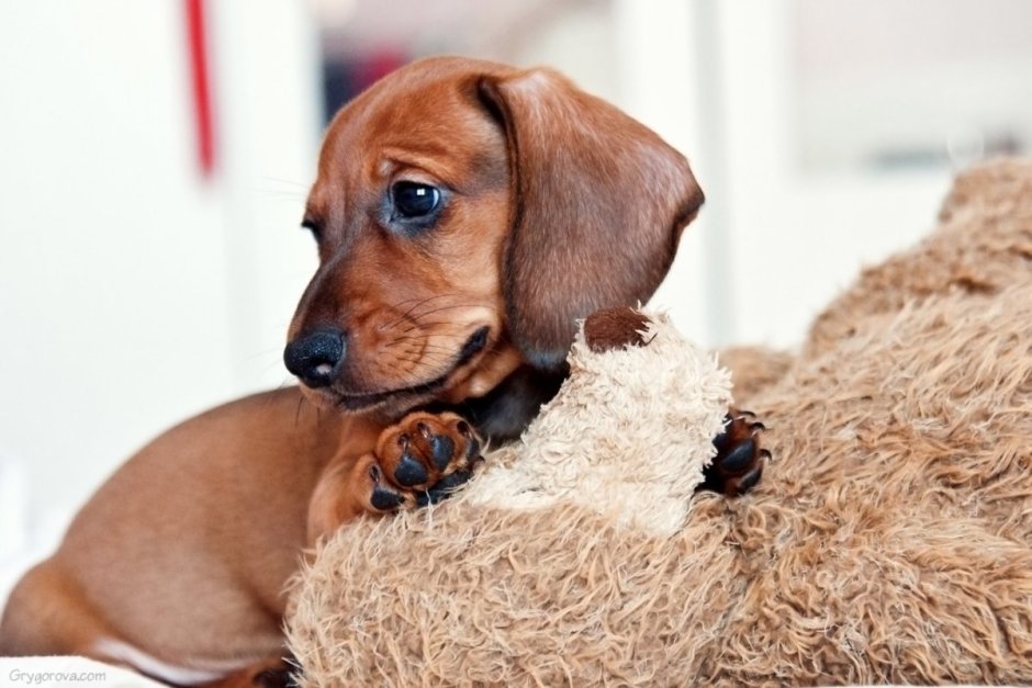 Такса терьер