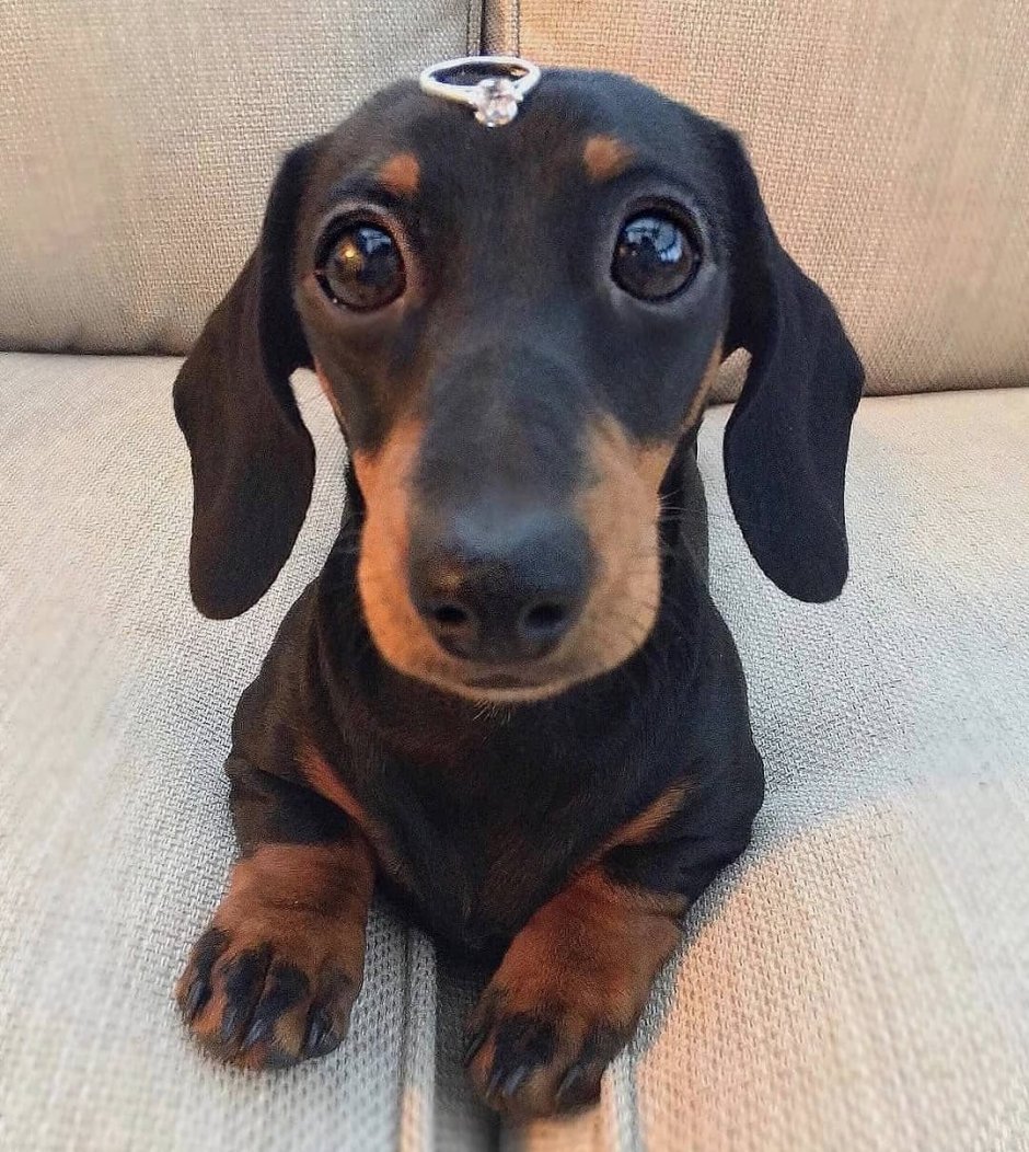 Такса девочка