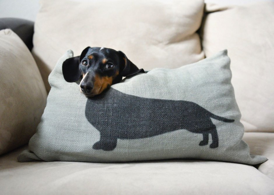 Слепые щенки таксы