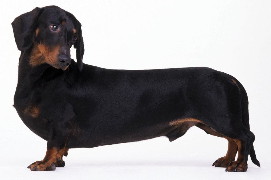 Такса сбоку