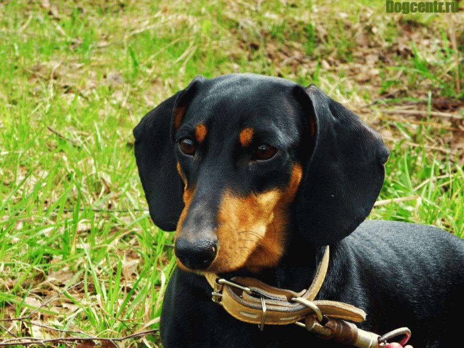 Щенки таксы