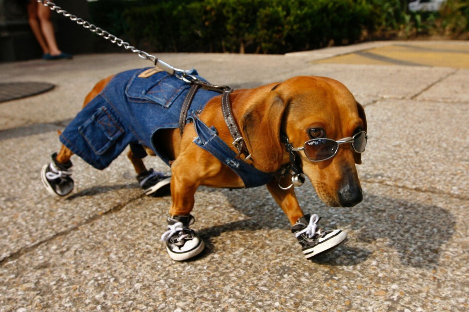 Смешные таксы