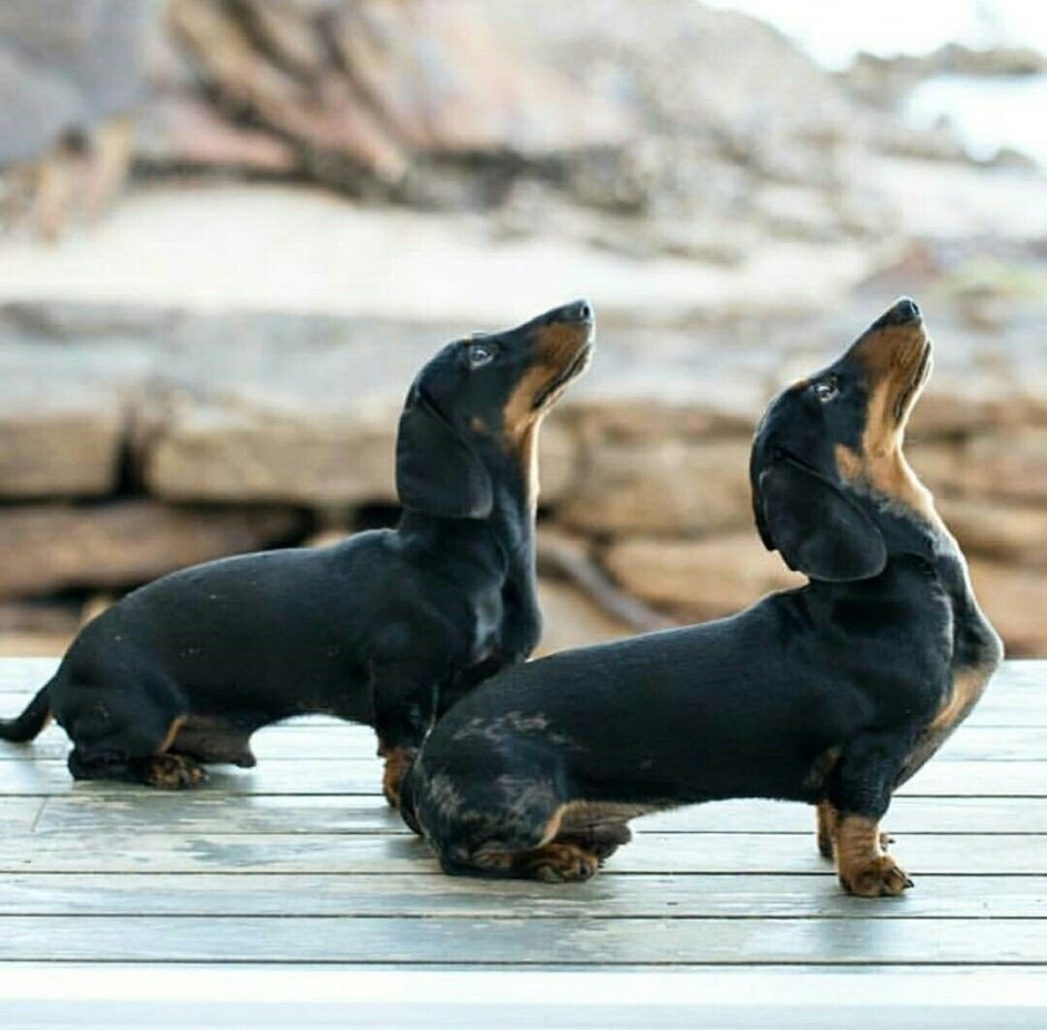 Спокойной ночи с таксой