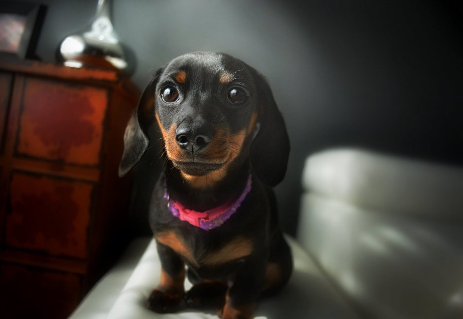 Чем питается такса