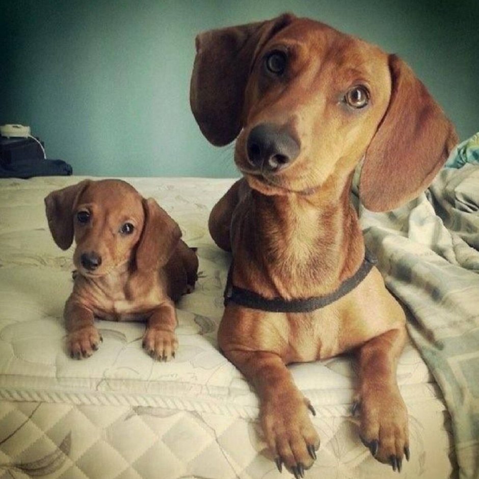 Милые щенки таксы