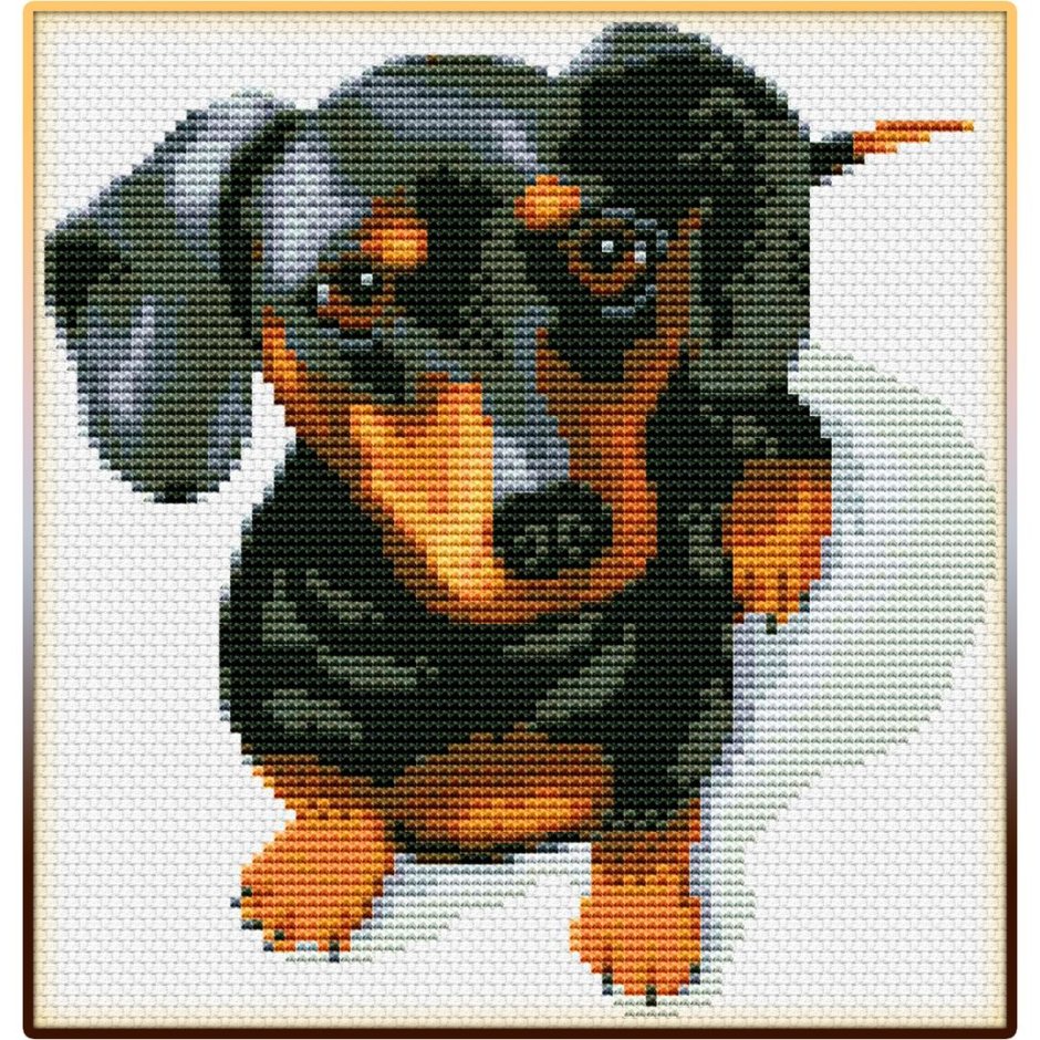 Собака такса рыжая