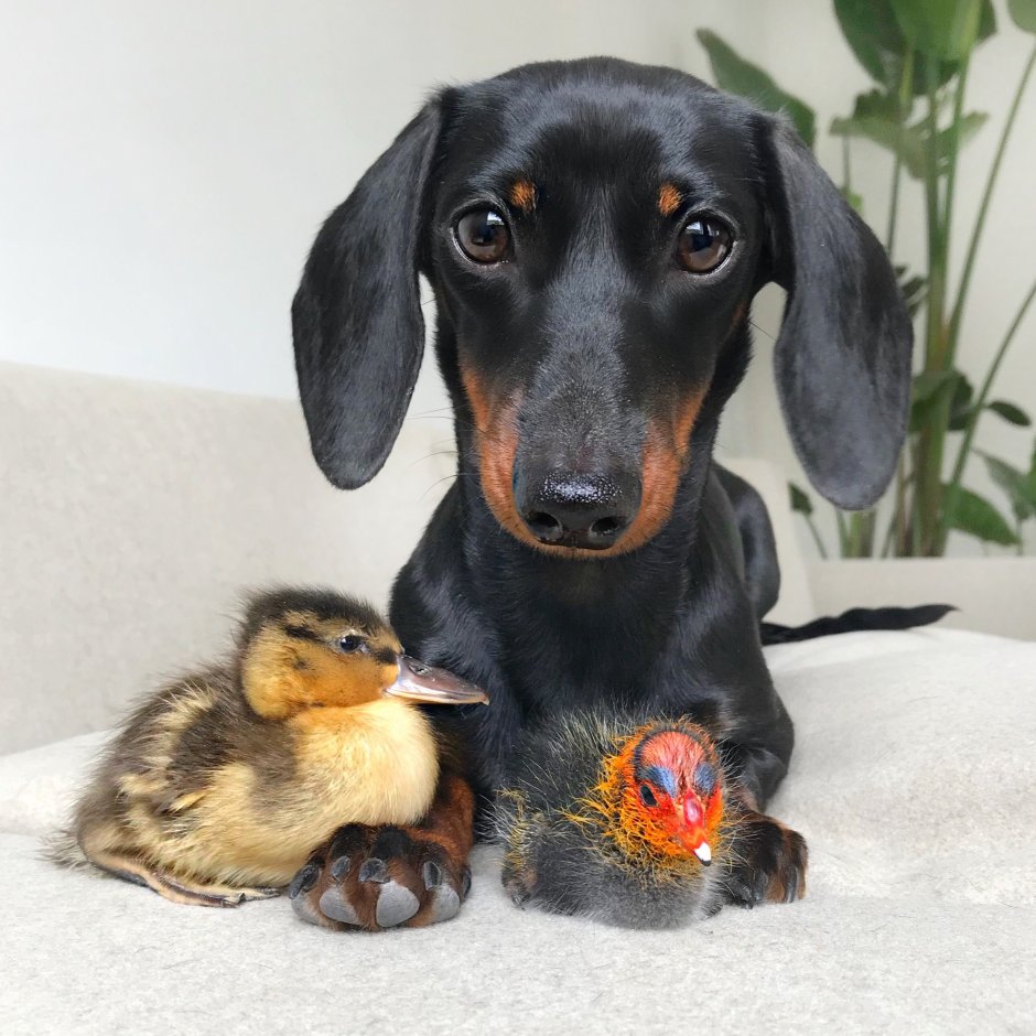 Смешные таксы