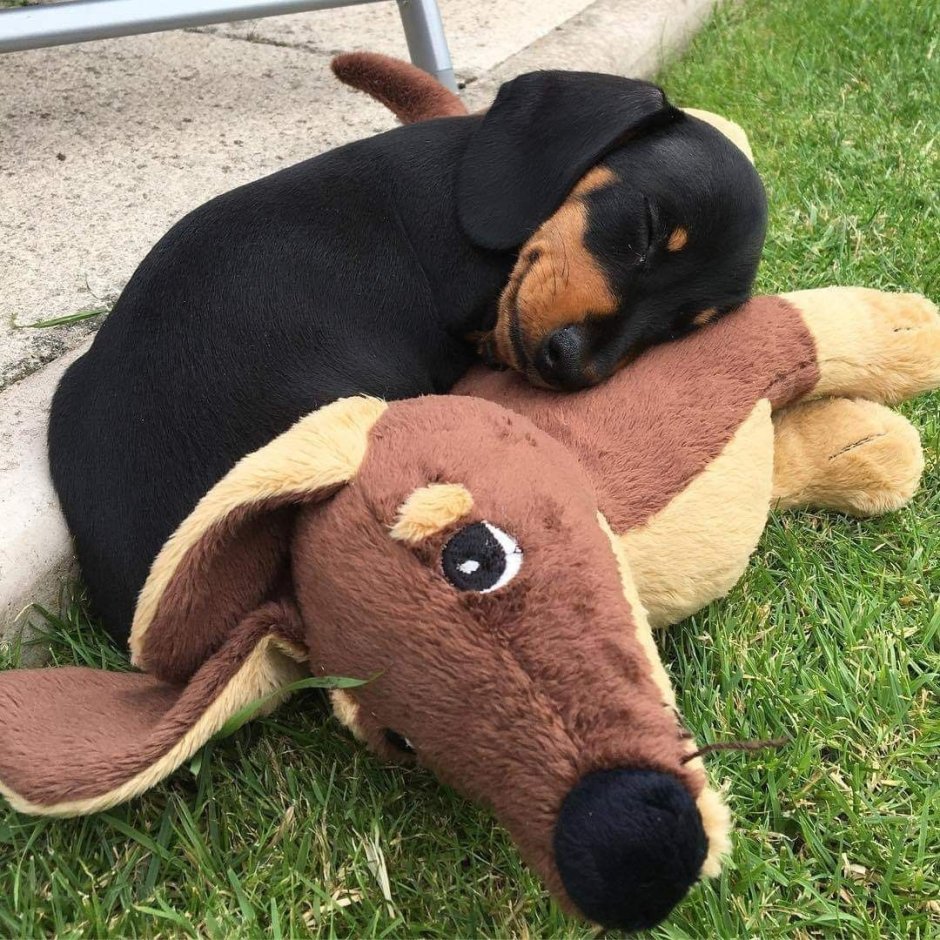 Такса сторожевая