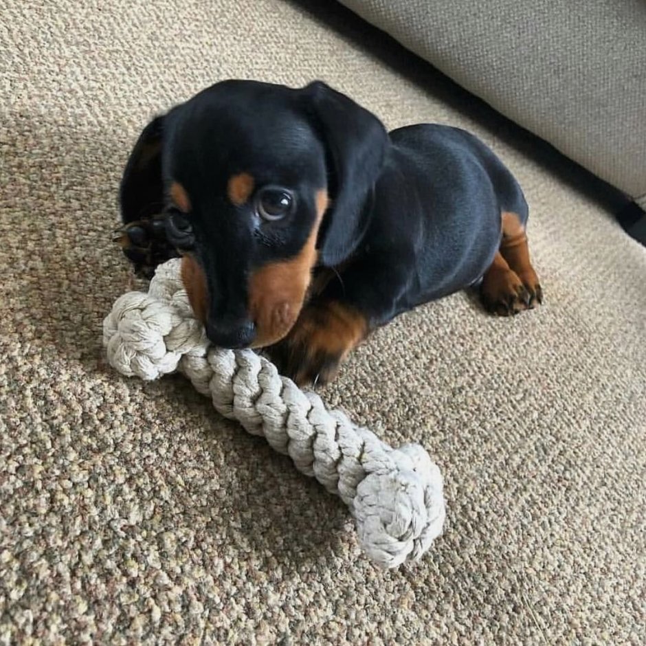 Мини такса дружит с животными